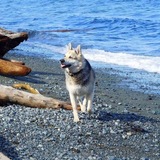 Entry image for Bentley