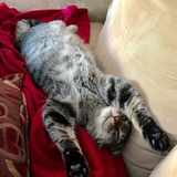 Entry image for Bean