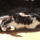 Entry image for Cowboy