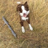 Entry image for Havoc McHoundly