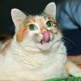 Entry image for Daisy