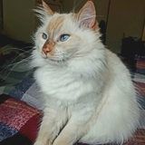 Entry image for The Duchess