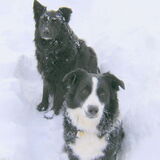 Entry image for Pooh Bear and Panda Bear