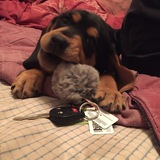 Entry image for Rogue