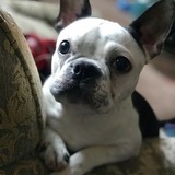 Entry image for Hugo