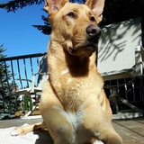 Entry image for Buddy