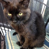 Entry image for Harley