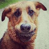 Entry image for Olivia Newton-Jindy