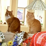 Entry image for Caesar and Tulo