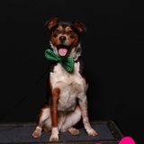 Entry image for Bentley