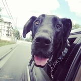 Entry image for Harley