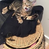 Entry image for Louie