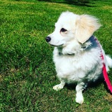 Entry image for Tommy