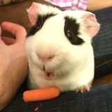 Entry image for Mr. Cuddles