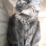 Entry image for Cotton