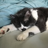 Entry image for Suki