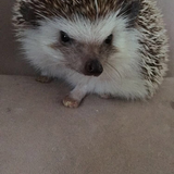 Entry image for Spike