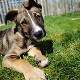 Entry image for Balto