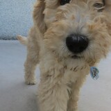 Entry image for Daphne