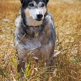 Entry image for Jasmine