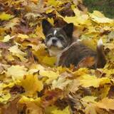 Entry image for Koda Bears