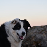 Entry image for Shelby