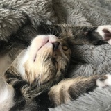 Entry image for George 