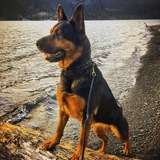 Entry image for Bailey