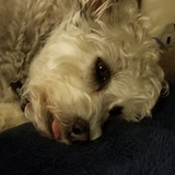 Entry image for Odie