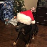 Entry image for Murphy 