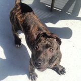 Entry image for Stella