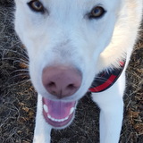 Entry image for Luna