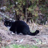 Entry image for Batman