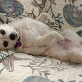 Entry image for Dixie