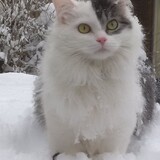 Entry image for Abby