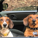 Entry image for Scout&Bruno