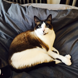 Entry image for Neytiri