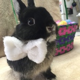 Entry image for Dusty Crophopper