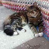 Entry image for Cuddles