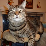 Entry image for Jaxxon