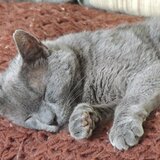 Entry image for Simon 