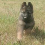 Entry image for Ecclissidiluna