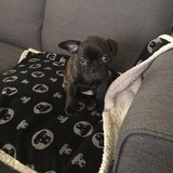 Entry image for Bentley