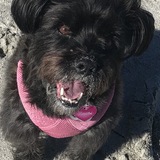 Entry image for Toodles