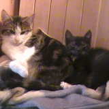 Entry image for Coco and Patch