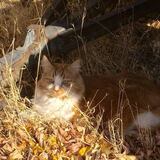 Entry image for Simba