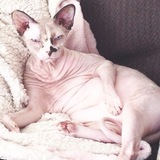 Entry image for Alice