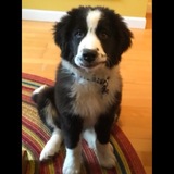 Entry image for Zuma