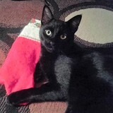 Entry image for Ninja