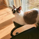 Entry image for Ocean